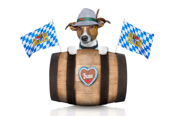 巴伐利亚啤酒狗 — 图库照片
