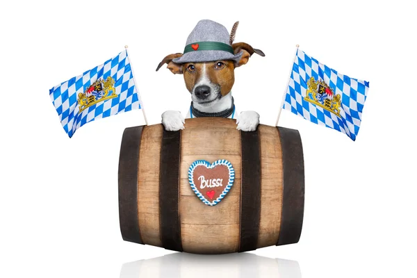 Bayerischer Bierhund — Stockfoto