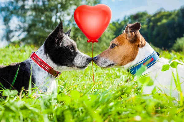 Casal de cães apaixonados — Fotografia de Stock