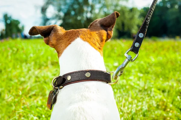 Dog leash and owner — Stock Photo, Image