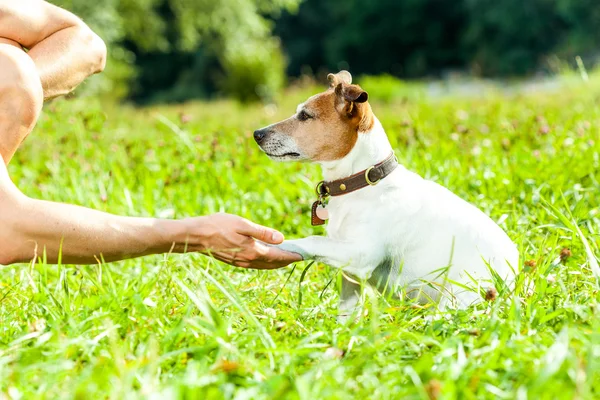 Dog and owner training — Stock Photo, Image