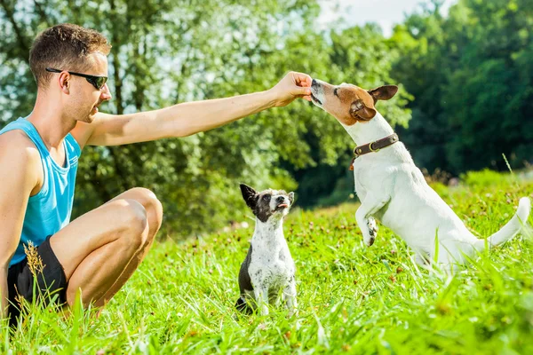 Cães e treinamento proprietário — Fotografia de Stock