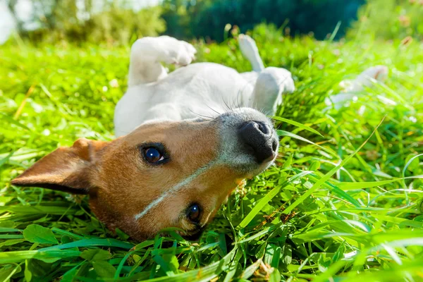 Anjing tidur siang di taman — Stok Foto