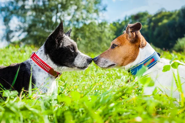 Dogs in love — Stock Photo, Image