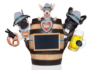 Bavyera bira köpekler grup 