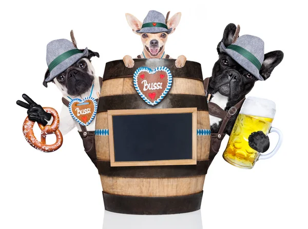 Skupina psů Bavorské pivo — Stock fotografie