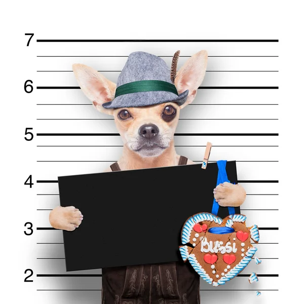 Bayerskt öl mugshot hund — Stockfoto