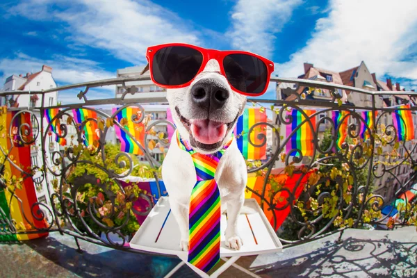 Gay pride hund — Stockfoto