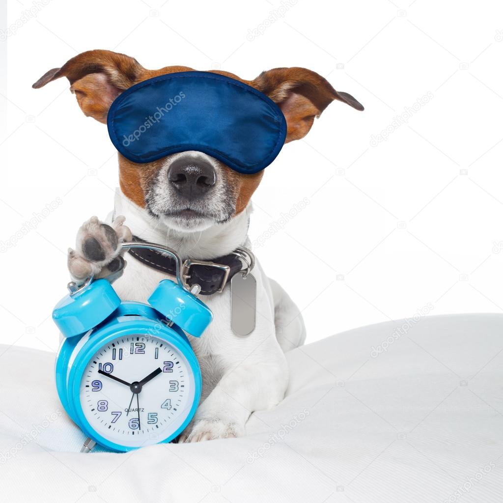 Dog sleeping with alarm clock and sleeping mask