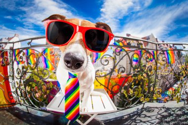 gay pride köpek 