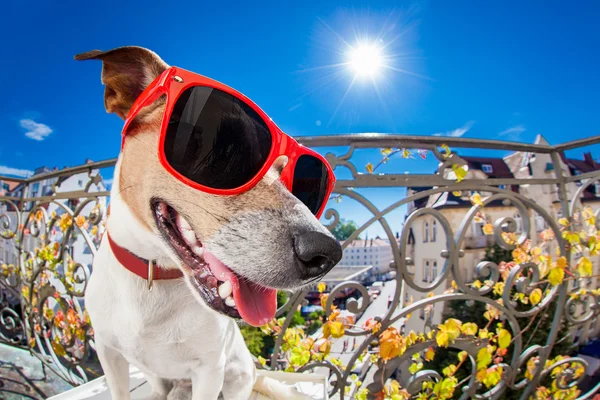 Loco tonto perro ojo de pez mira — Foto de Stock