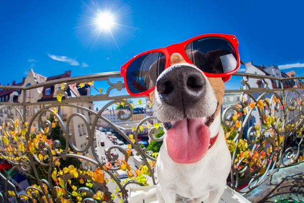 Loco tonto perro ojo de pez mira — Foto de Stock