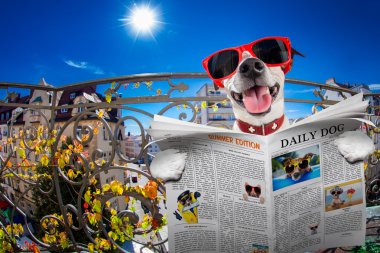 çılgın aptal aptal köpek balıkgözü bak