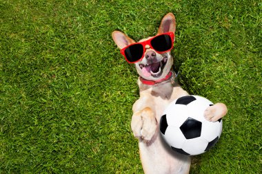 köpek futbol topuyla oynuyor