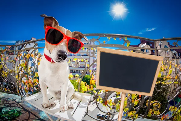 Crazy silly dumb dog fisheye look — Stock Photo, Image