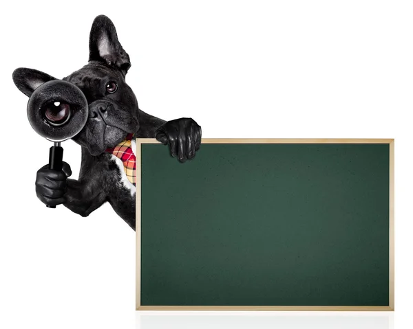 虫眼鏡犬 — ストック写真