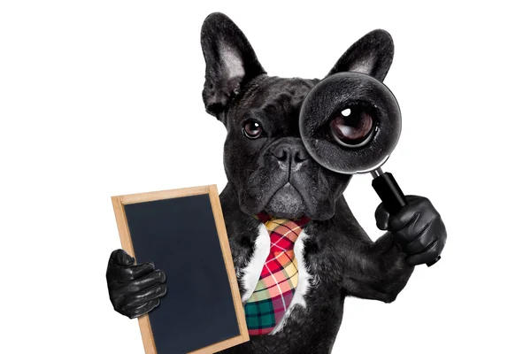 Magnifying glass dog — Stock Photo, Image