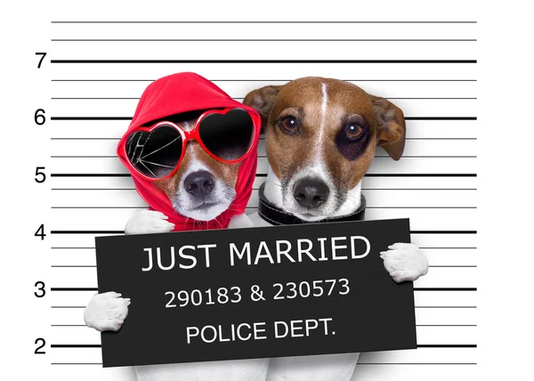 Bögrék házasok kutyák — Stock Fotó