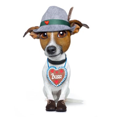 Bavyera bira köpek