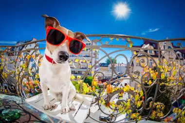çılgın aptal aptal köpek balıkgözü bak