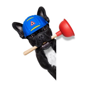 Dalgıç köpekle tesisatçı