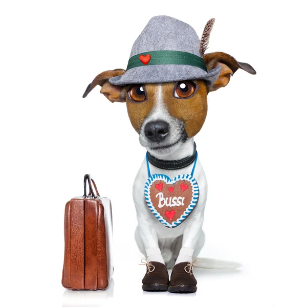 Bavarian beer dog — Stock Photo, Image