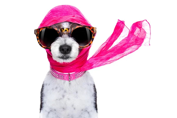 Diva chic hund — Stockfoto