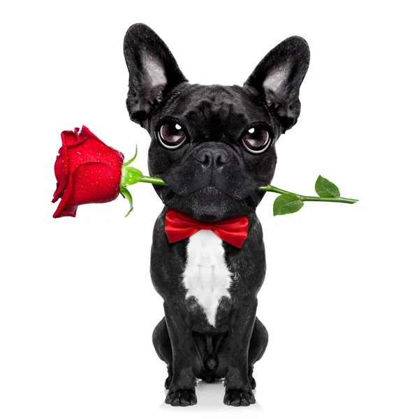 バレンタイン ローズ犬 — ストック写真