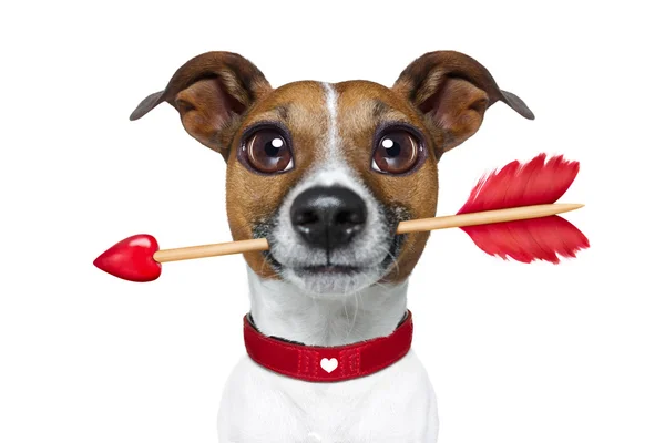 Valentines rarrow hond — Stockfoto