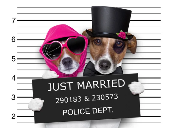 Bögrék házasok kutyák — Stock Fotó
