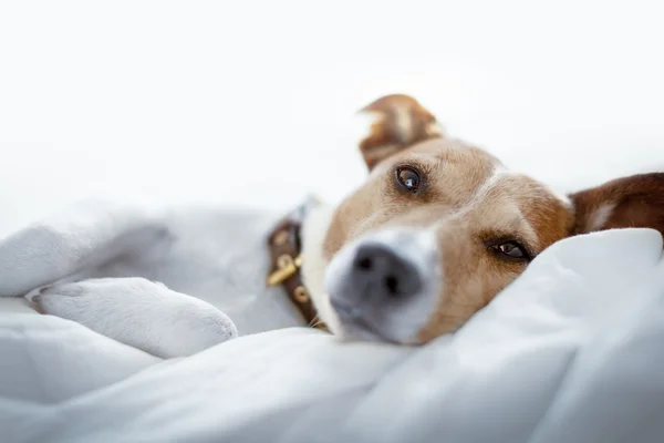 Hund im Bett — Stockfoto