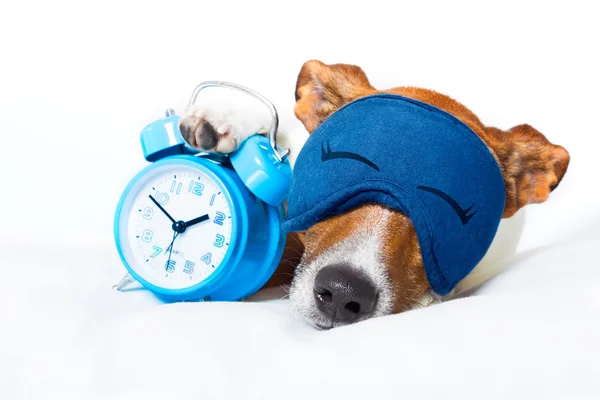 Hund schläft mit Uhr — Stockfoto