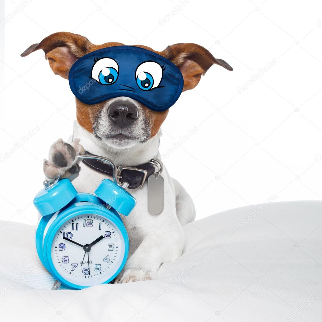 dog sleeping with clock 