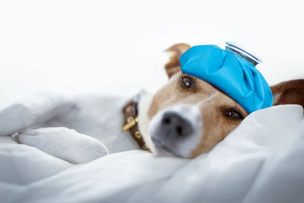 Cão dormindo ou descansando a ressaca e dor de cabeça — Fotografia de Stock