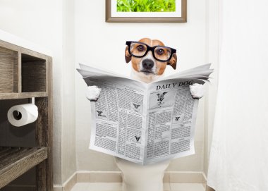 Gazete okuyan klozet üzerinde köpek