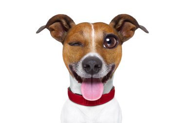İfade veya Emoji aptal aptal köpek 