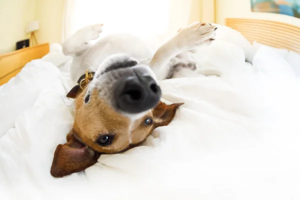 Dog in bed resting and relaxing daydream — Stock Photo, Image