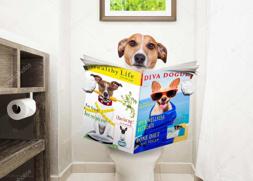 dog on toilet seat reading newspaper