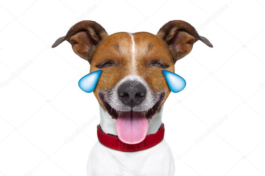 funny dog laughing