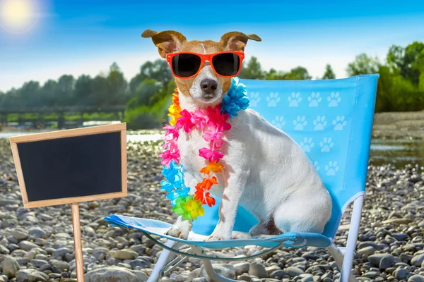Собака в гамаке летом — стоковое фото