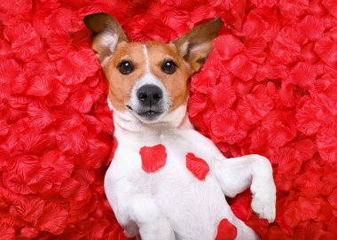 köpek aşk Sevgililer gül