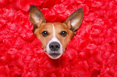 köpek aşk Sevgililer gül