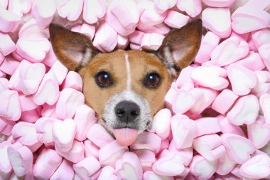 köpek aşk Sevgililer