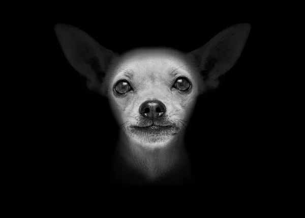 Собака на черном — стоковое фото