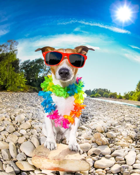 Dog summer holidays — Stock Photo, Image