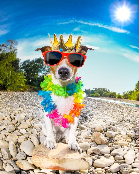 Yaz tatillerini köpek — Stok fotoğraf