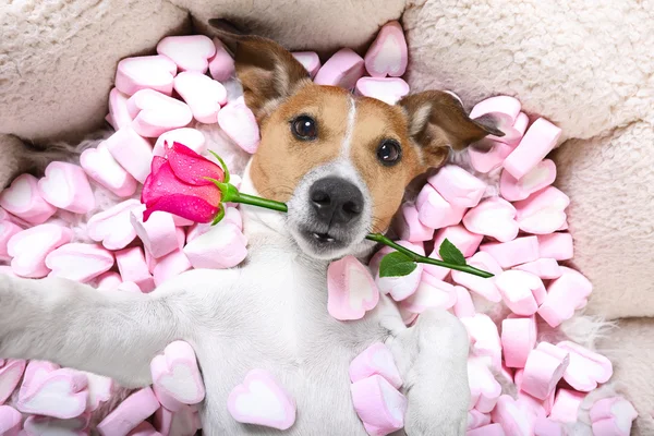 Dog love   rose valentines selfie — Stock Photo, Image