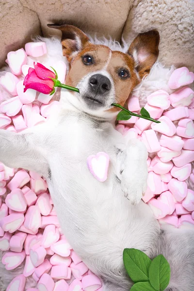 Psí Láska růže valentinky selfie — Stock fotografie