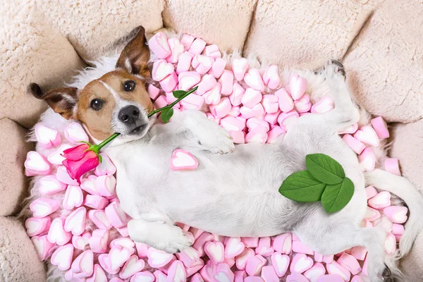 Dog love rose valentines — Stock Photo, Image