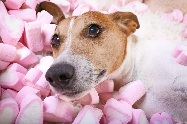 Hond-liefde-Valentijnsdag — Stockfoto